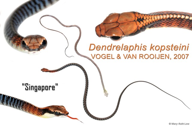 Dendrelaphis kopsteini•&copy; Mary-Ruth Low•All Rights Reserved