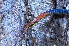 Dendrelaphis kopsteini•&copy; Kenneth Chin•All Rights Reserved