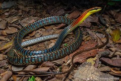 Dendrelaphis kopsteini•&copy; Nathanael Maury•All Rights Reserved