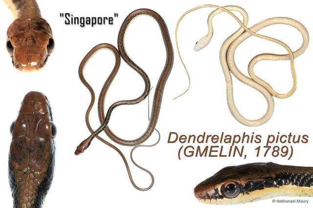 Dendrelaphis pictus•&copy; Nathanael Maury•All Rights Reserved