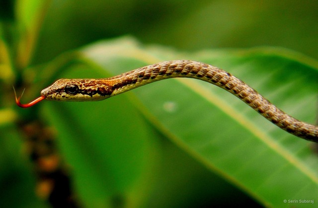 Dryophiops rubescens•&copy; Serin Subaraj•All Rights Reserved