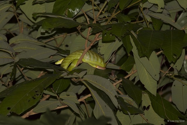 Gonyosoma oxycephalum•&copy; Law Ing Sind•All Rights Reserved
