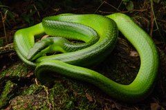 Gonyosoma oxycephalum•&copy; Kenneth Chin•All Rights Reserved