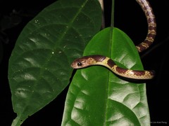 Lycodon subannulatus•&copy; Kelvin Lim Kok Peng•All Rights Reserved