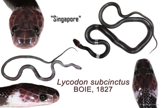 Lycodon subcinctus•&copy; Nathanael Maury•All Rights Reserved