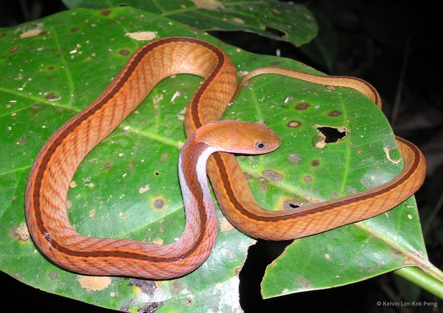 Rhabdophis rhodomelas•&copy; Kelvin Lim Kok Peng•All Rights Reserved