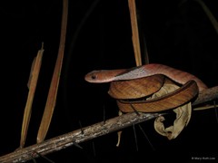 Rhabdophis rhodomelas•&copy; Mary-Ruth Low•All Rights Reserved