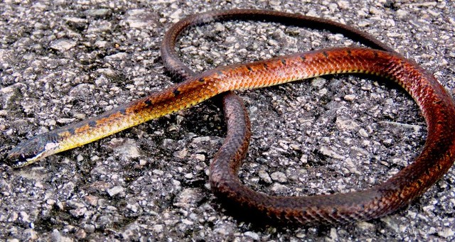 Sibynophis melanocephalus•&copy; Serin Subaraj•All Rights Reserved