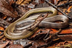 Xenelaphis hexagonotus•&copy; Kenneth Chin•All Rights Reserved