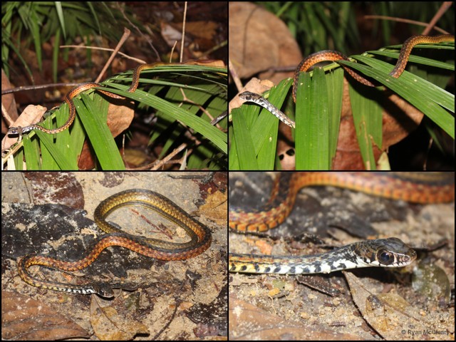 Xenochrophis maculatus•&copy; Ryan McCleary•All Rights Reserved