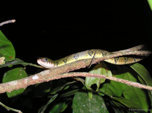 Xenochrophis trianguligerus•&copy; Kelvin Lim Kok Peng•All Rights Reserved
