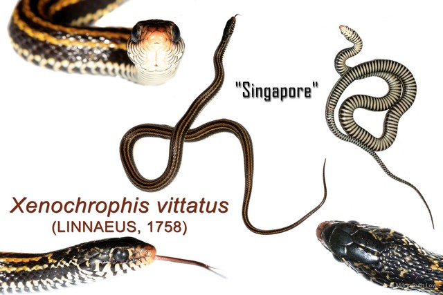 Xenochrophis vittatus•&copy; Mary-Ruth Low•All Rights Reserved