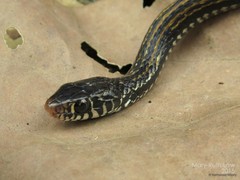 Xenochrophis vittatus•&copy; Nathanael Maury•All Rights Reserved