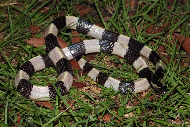 Bungarus fasciatus•&copy; Noel Thomas•All Rights Reserved