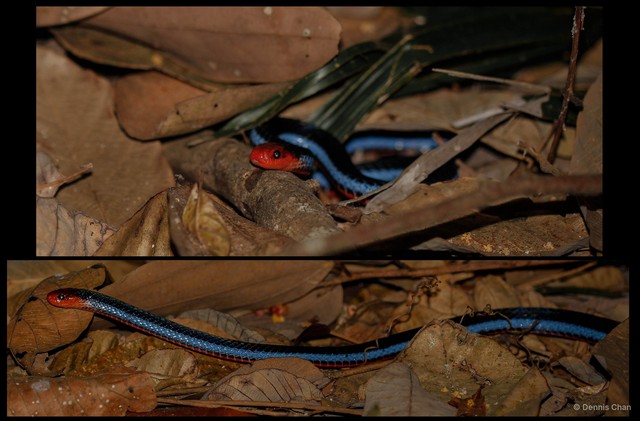 Calliophis bivirgatus•&copy; Dennis Chan•All Rights Reserved