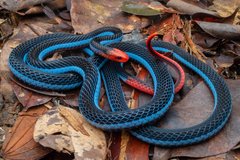 Calliophis bivirgatus•&copy; Kenneth Chin•All Rights Reserved