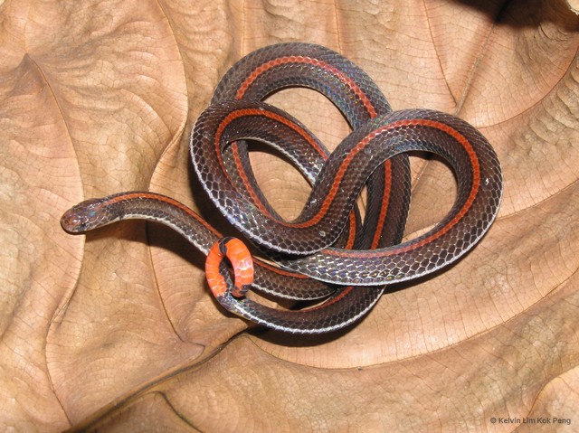 Calliophis intestinalis•&copy; Kelvin Lim Kok Peng•All Rights Reserved
