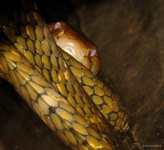 Ophiophagus bungarus•&copy; Serin Subaraj•All Rights Reserved