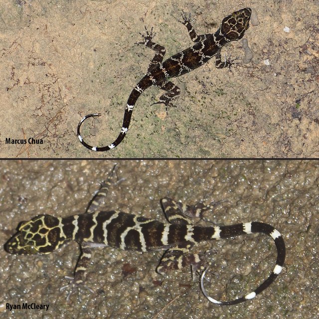Cyrtodactylus consobrinus•&copy; Marcus Chua Aik Hwee•All Rights Reserved
