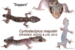 Cyrtodactylus majulah•&copy; Mary-Ruth Low•All Rights Reserved