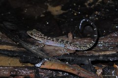 Cyrtodactylus majulah•&copy; Nathanael Maury•All Rights Reserved