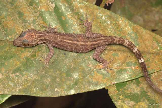 Cyrtodactylus quadrivirgatus•&copy; Law Ing Sind•All Rights Reserved