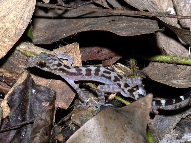 Cyrtodactylus semenanjungensis•&copy; Nick Baker•All Rights Reserved