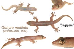 Gehyra mutilata•&copy; Nathanael Maury•All Rights Reserved