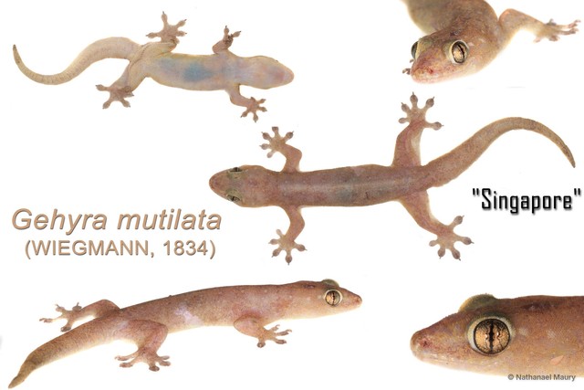 Gehyra mutilata•&copy; Nathanael Maury•All Rights Reserved
