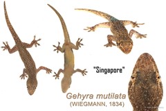 Gehyra mutilata•&copy; Nathanael Maury•All Rights Reserved