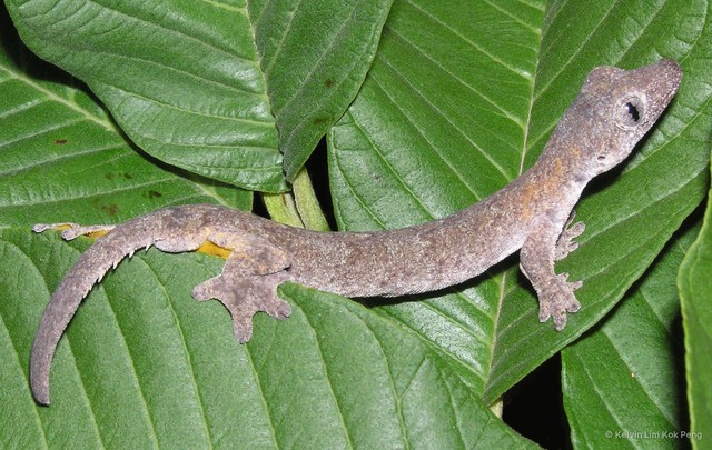Gekko browni•&copy; Kelvin Lim Kok Peng•All Rights Reserved