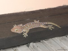 Gekko (Gekko) gecko•&copy; Kelvin Lim Kok Peng•All Rights Reserved