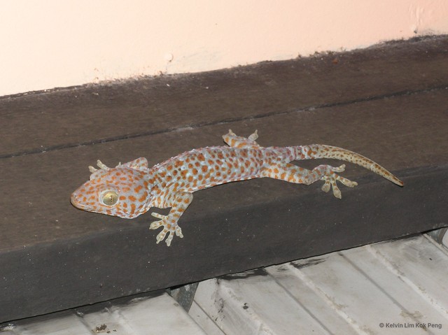 Gekko (Gekko) gecko•&copy; Kelvin Lim Kok Peng•All Rights Reserved