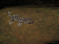 Gekko (Gekko) gecko•&copy; Mary-Ruth Low•All Rights Reserved