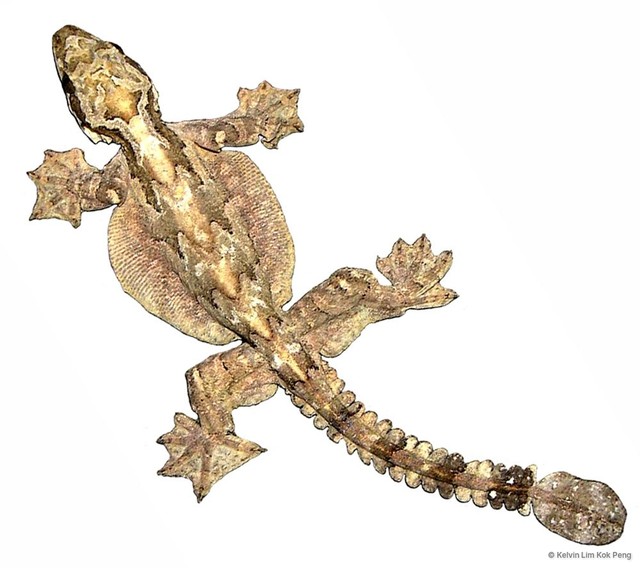 Gekko (Ptychozoon) kuhli•&copy; Kelvin Lim Kok Peng•All Rights Reserved