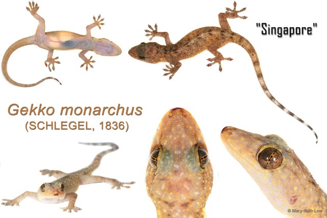 Gekko monarchus•&copy; Mary-Ruth Low•All Rights Reserved
