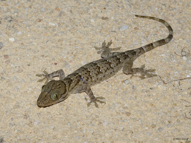 Gekko (Gekko) smithii•&copy; Nick Baker•All Rights Reserved