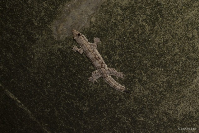 Hemidactylus craspedotus•&copy; Law Ing Sind•All Rights Reserved