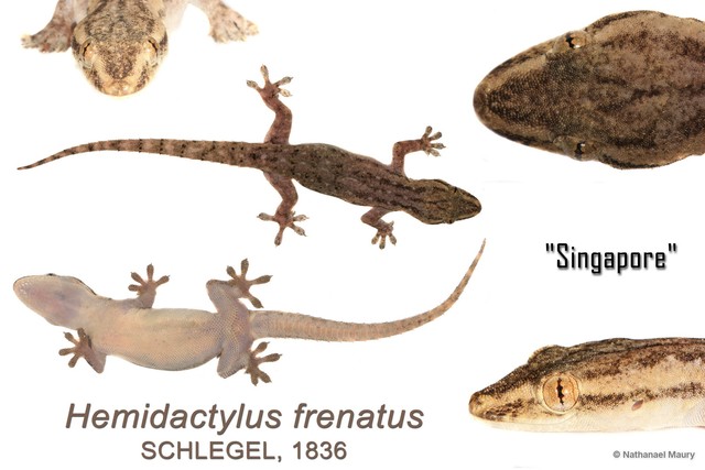Hemidactylus frenatus•&copy; Nathanael Maury•All Rights Reserved