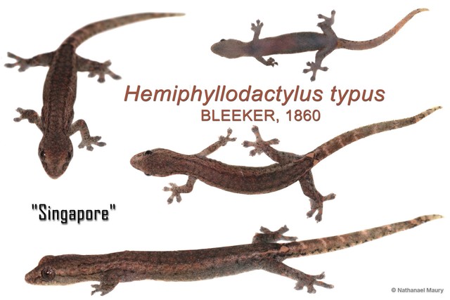 Hemiphyllodactylus typus•&copy; Nathanael Maury•All Rights Reserved