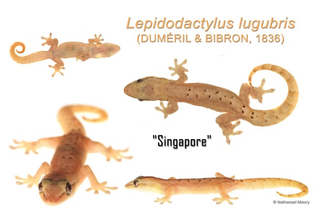 Lepidodactylus lugubris•&copy; Nathanael Maury•All Rights Reserved