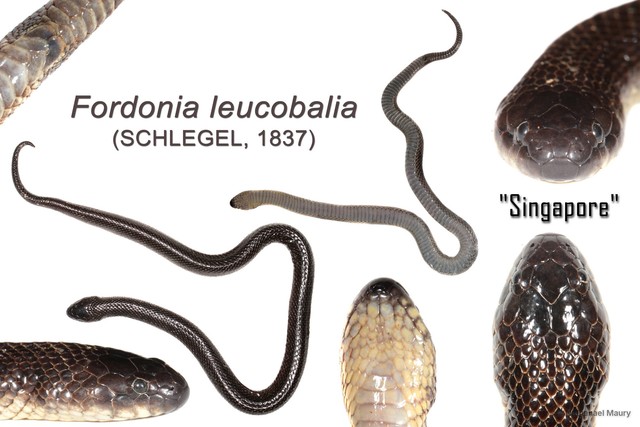 Fordonia leucobalia•&copy; Nathanael Maury•All Rights Reserved