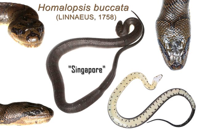 Homalopsis buccata•&copy; Kenneth Chin•All Rights Reserved
