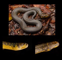 Phytolopsis punctata•&copy; Kenneth Chin•All Rights Reserved