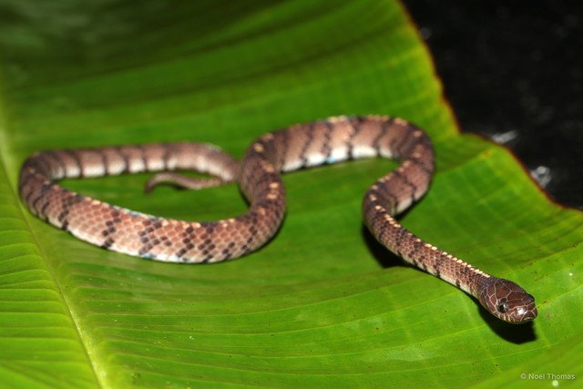 Asthenodipsas laevis•&copy; Noel Thomas•All Rights Reserved