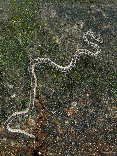 Psammodynastes pictus•&copy; Nick Baker•All Rights Reserved