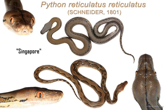 Malayopython reticulatus•&copy; Mary-Ruth Low•All Rights Reserved