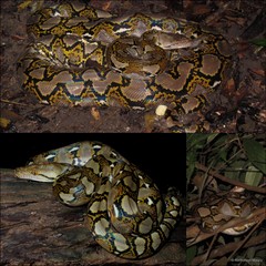 Malayopython reticulatus•&copy; Nathanael Maury•All Rights Reserved