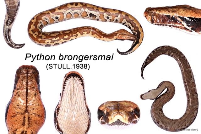 Python brongersmai•&copy; Nathanael Maury•All Rights Reserved