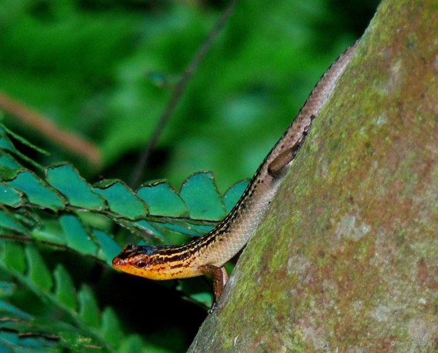 Eutropis rugifera•&copy; Serin Subaraj•All Rights Reserved